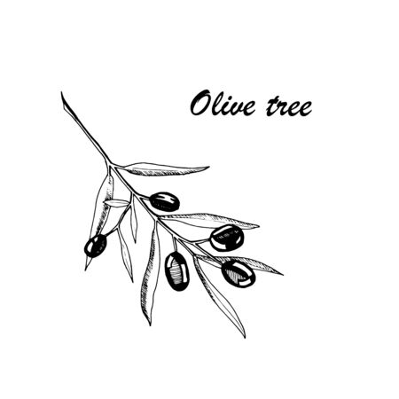 Vector botanic illustration with olive tree on white background. Hand drawn food collection with seasonings, herbs and vegetables. Perfect for culinary books, magazines, textiles.のイラスト素材