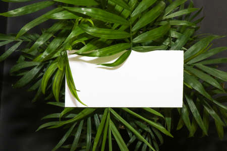 Palm leaves close-up, black background. Dipsis is a houseplant.