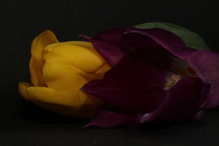 Yellow and purple tulips isolated on a black backgroundの写真素材