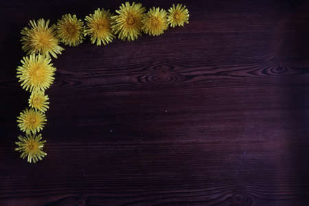 Dandelion in green grass. Spring time. Sunny day.