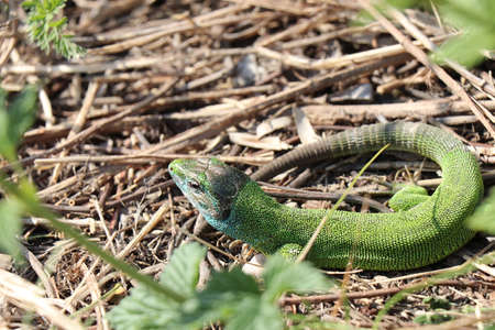 Small lizard. Green reptile. Spring time. Sunny day.の写真素材