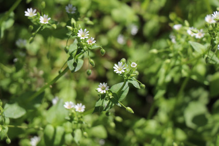 Blooming flowers, early spring, beautiful view attracts the eye, romantic mood, desire for freedom and a walkの写真素材