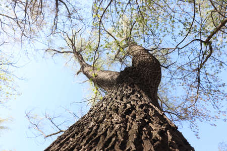 A young birch branch isolated against a blue background. Blue spring sky. Birch seeds and pollenの写真素材