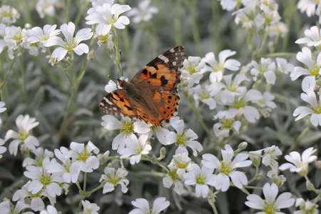 A small colored butterfly looking for pollen in a pretty daisy. A sunny spring day. A beautiful...