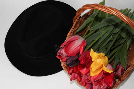Tulips red, yellow, beautiful flowers, bright blooming isolated on white background