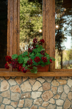 Red flowers on the windowsill. Geraniums on the cafe window. Wooden display case. Outdoor restaurant