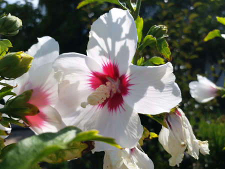 White hibiscus on a background of green leaves. A small inflorescence. A beautiful flowerの写真素材