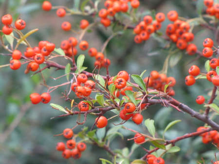 Small red berries. Orange and round fruits. A rowan tree on a branch. Autumn berries