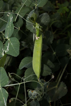Small green pea pods on a branch. Fresh vegetables