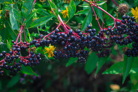 A large vineyard. Ripening grapes. Sweet wine. Black grapesの写真素材