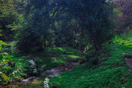 Rocky riverbank. Green meadows with bright juicy grass. Large boulders in a forest clearing near a stream.の写真素材
