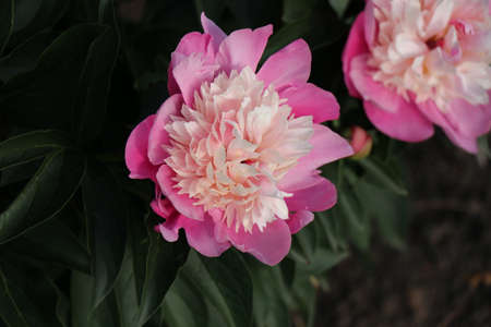 Pink tree peony with raindrops on the petals. Bright juicy flowers on the bush.の写真素材