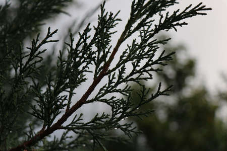 A green branch of thuja with berries. Macro photo of a spruce branchの写真素材