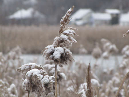 Reeds in the snow on the river bank. Winter in a small settlement by the riverの写真素材