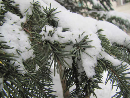 Snow on a green spruce branch. Winter snow-covered clearing. The long-awaited snow. Snow-white...