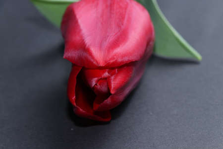 A lovely and delicate tulip isolated on a black background. spring flowersの写真素材