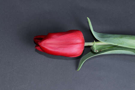 A lovely and delicate tulip isolated on a black background. spring flowersの写真素材