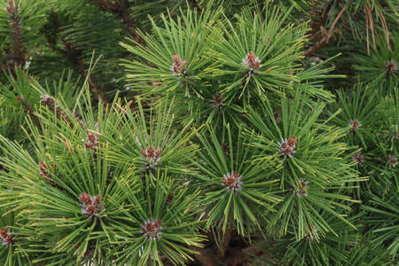 A small green branch of a pine tree, a sunny spring day