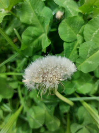 A small white dandelion in the tall green grass.の写真素材