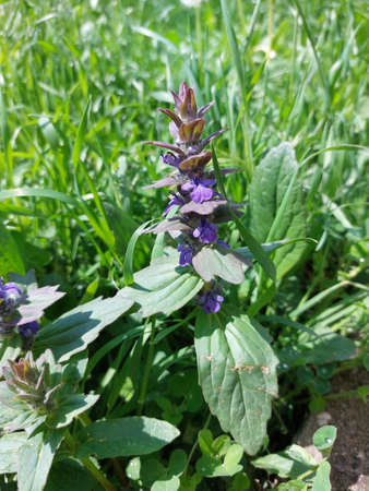 Pink flowers in green grass. Spring time.Violets in the flower bed. Sunny day.の写真素材