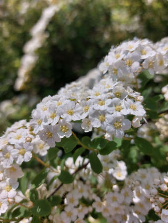 Small white flowers on large green bushes. spring flowers. Branches with a huge number of...