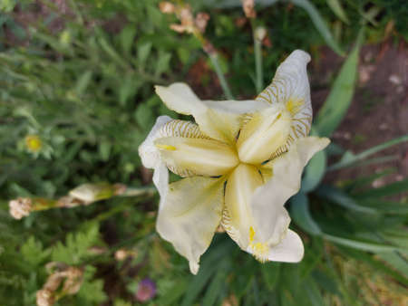 Beautiful multicolored flowers on a green lawn. Bright flowers with a wonderful smell.