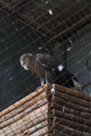 A big eagle in the zoo. The bird is a predator. beautiful feathers.