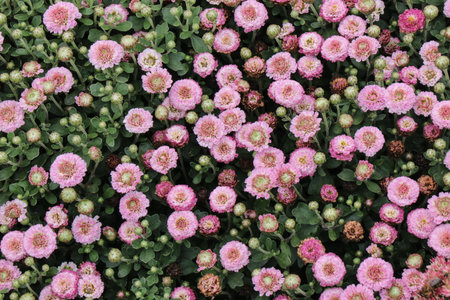 Small blooming chrysanthemums. Autumn flowering. The last flowers before the cold weather
