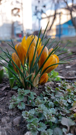 Yellow crocuses. Bright primroses. The first messengers of spring. small flowers.