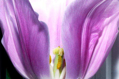 A lovely and delicate tulip isolated on a black background. spring flowersの写真素材