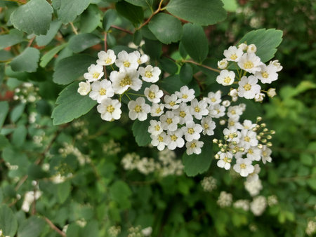 Small white flowers on large green bushes. spring flowers. Branches with a huge number of...