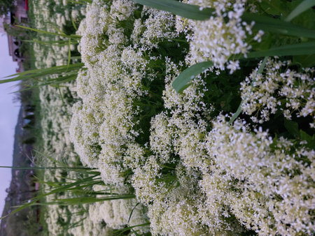 Small white flowers on large green bushes. spring flowers. Branches with a huge number of inflorescencesの写真素材