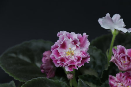 Delicate violets isolated on a black background. A fragile and beautiful houseplantの写真素材