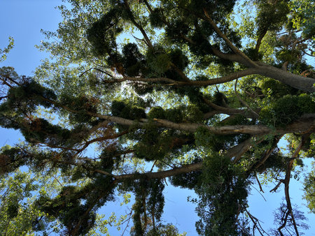 Large bushes of a parasitic plant. A plant growing on a tree and feeding on its nutrients. A...