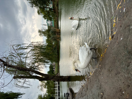 Beautiful white swans swimming on the lake in the park.の写真素材