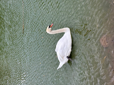 White swan swimming in the lake. White swan swimming in the lake.の写真素材
