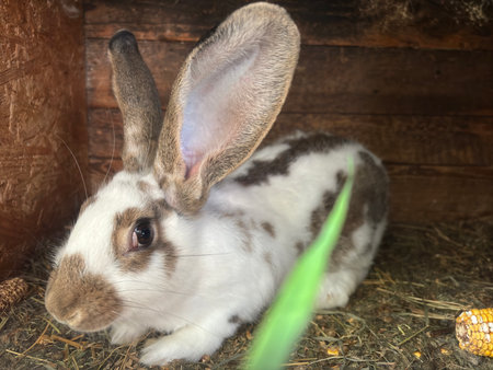 Big fluffy rabbits in the enclosure. Animals with big ears. Hares eat green grassの写真素材
