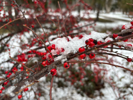Red berries covered with snow in winter forest.
