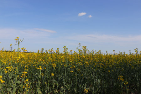 Sunny Agricultural Landscape with Rapeseed Blossoms. Rapeseed Field in Bloom Under Blue Sky. Yellow Flowering Canola Field in Springの写真素材