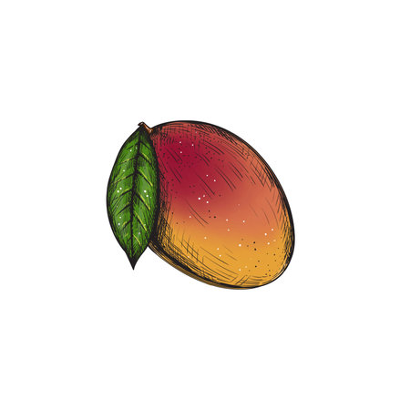 Mango fruit with petal isolated on white background. Stock vector illustration.のイラスト素材