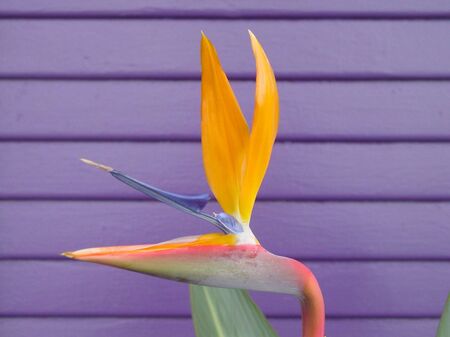 Bird of Paradiseの写真素材