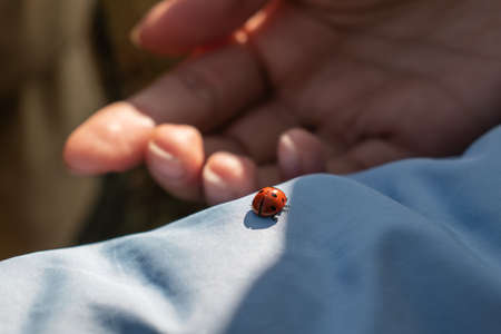 ladybug on handsの写真素材