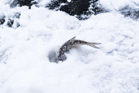 Fish covered with snow lying in a snowdriftの写真素材