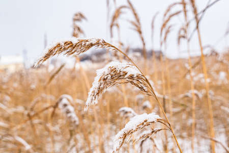 Close-up of snow-white winter reeds against the background of the skyの写真素材