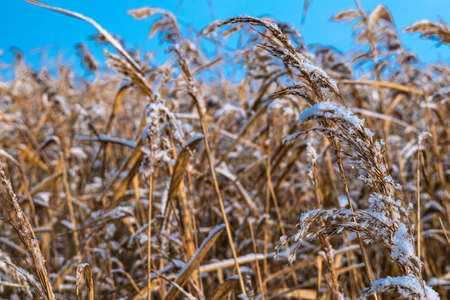Reeds covered with snow against the blue sky