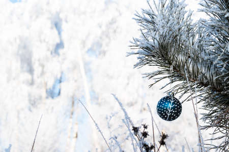 Winter background. Christmas ball on a spruce branchの写真素材