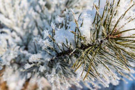 Winter background. Snow-covered branch of green spruce close-up
