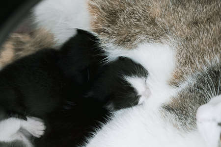 Black newborn kitten drinks mother's milk. Close-up.の写真素材