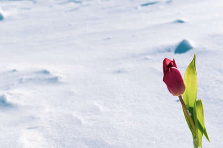 Dark red tulip on white spring snowの写真素材