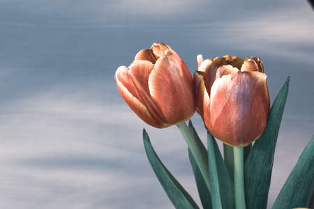 Three red tulips on a gray background. Close-up